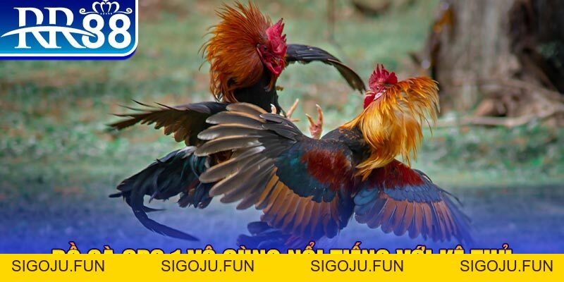 Cách Chơi Đá Gà Online - Trải Nghiệm Giải Trí Đặc Sắc RR88 - Sigoju