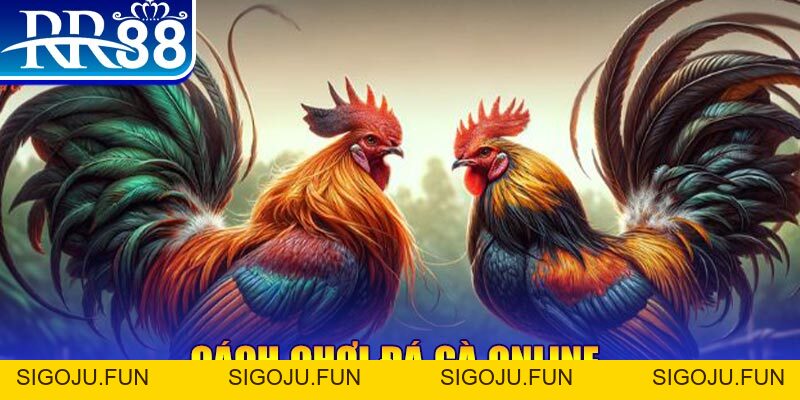 Đá Gà RR88 – Sàn Đấu Thượng Đỉnh Của Chiến Kê Chuyên Nghiệp - Sigoju