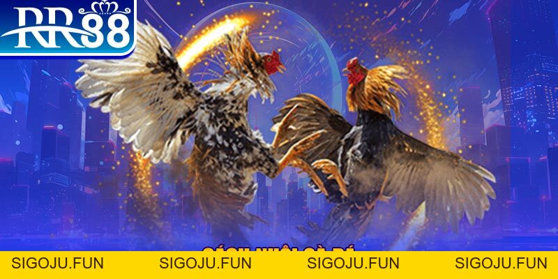 Đá Gà RR88 – Sàn Đấu Thượng Đỉnh Của Chiến Kê Chuyên Nghiệp - Sigoju