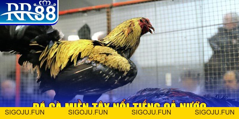 Đá Gà Miền Tây - Gà Chọi RR88 Đỉnh Cao Nhất Việt Nam - Sigoju