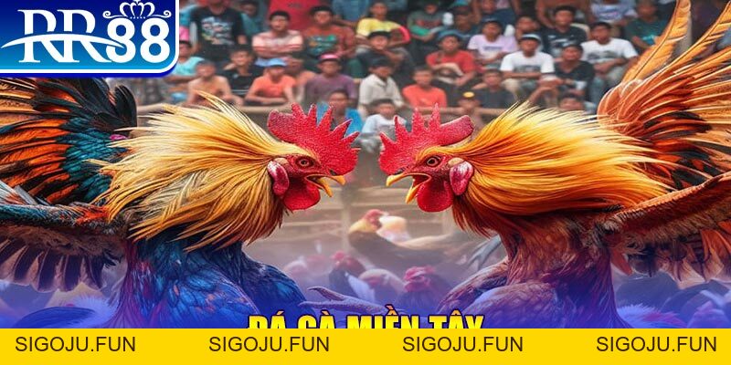 Đá Gà RR88 – Sàn Đấu Thượng Đỉnh Của Chiến Kê Chuyên Nghiệp - Sigoju