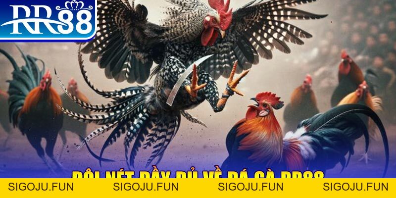 Đá Gà RR88 – Sàn Đấu Thượng Đỉnh Của Chiến Kê Chuyên Nghiệp - Sigoju