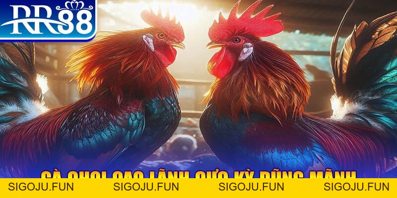 Đá Gà Miền Tây - Gà Chọi RR88 Đỉnh Cao Nhất Việt Nam - Sigoju