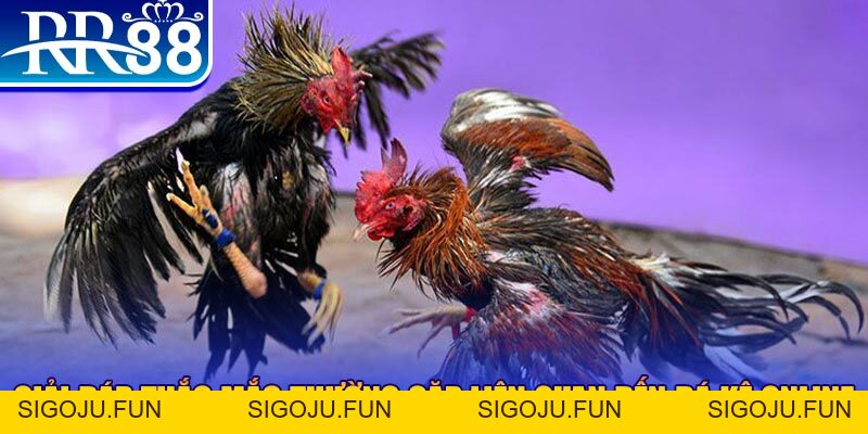 Cách Chơi Đá Gà Online - Trải Nghiệm Giải Trí Đặc Sắc RR88 - Sigoju