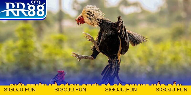 Cách Chơi Đá Gà Online - Trải Nghiệm Giải Trí Đặc Sắc RR88 - Sigoju