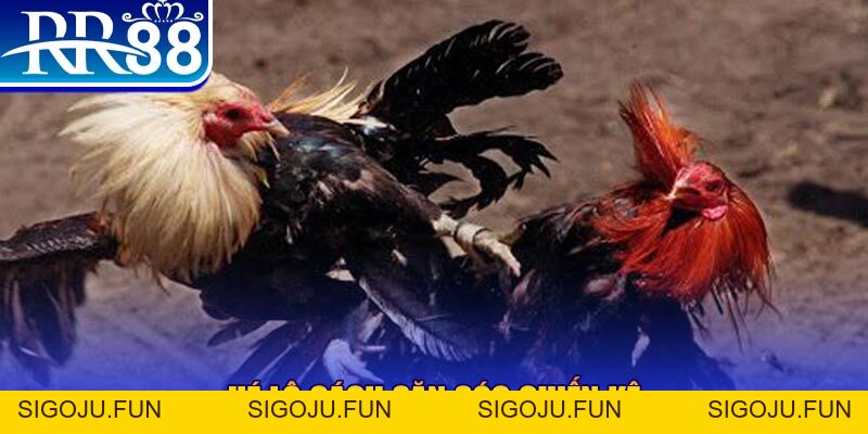 Cách Nuôi Gà Đá Hiệu Quả - Cẩm Nang Vàng Từ Sư Kê Tại RR88 - Sigoju