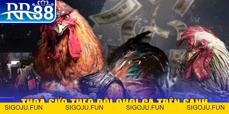 Đá Gà RR88 – Sàn Đấu Thượng Đỉnh Của Chiến Kê Chuyên Nghiệp - Sigoju