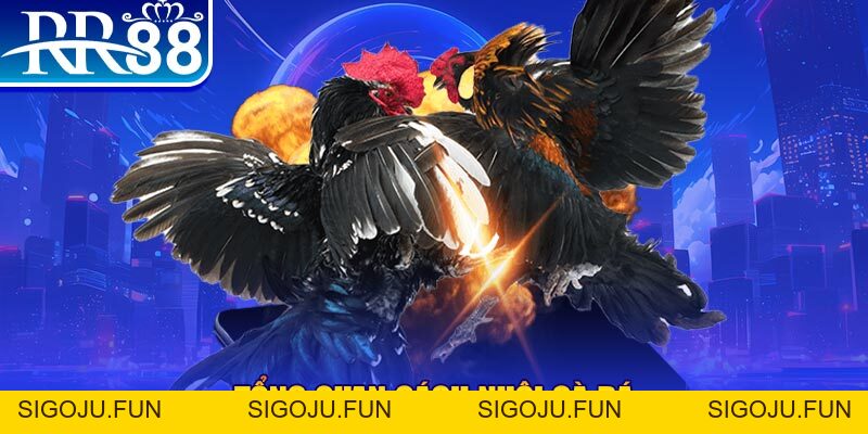 Cách Nuôi Gà Đá Hiệu Quả - Cẩm Nang Vàng Từ Sư Kê Tại RR88 - Sigoju