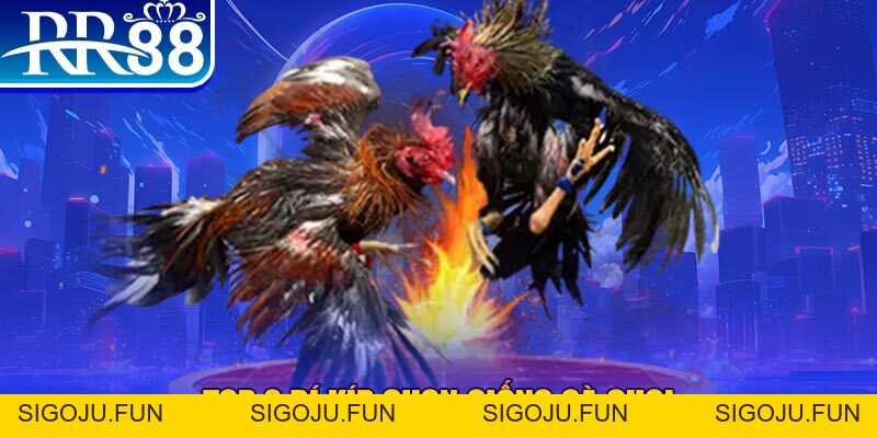 Cách Nuôi Gà Đá Hiệu Quả - Cẩm Nang Vàng Từ Sư Kê Tại RR88 - Sigoju