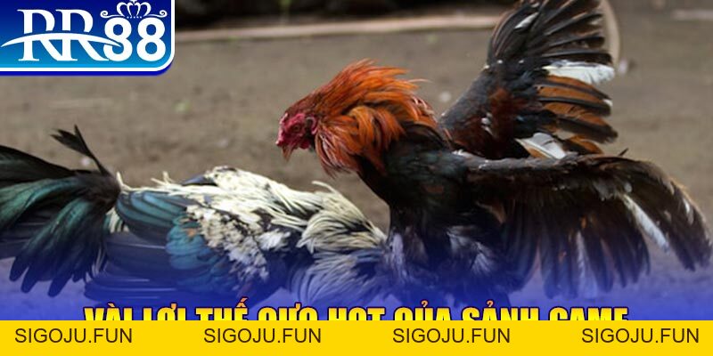 Đá Gà RR88 – Sàn Đấu Thượng Đỉnh Của Chiến Kê Chuyên Nghiệp - Sigoju